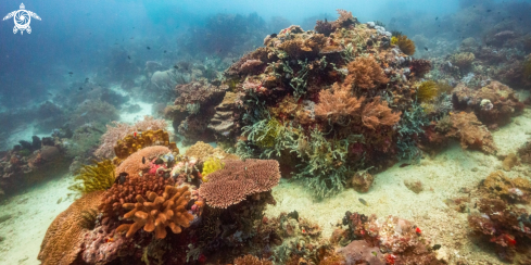 A Reef scene