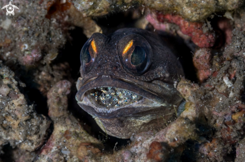 A Jawfish