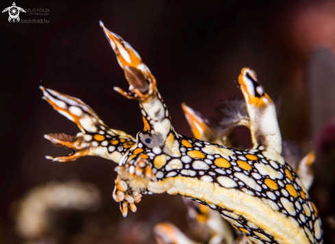 A Bornella Anguilla