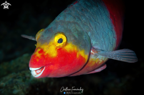 A Parrotfish - Vieja colorada (female)