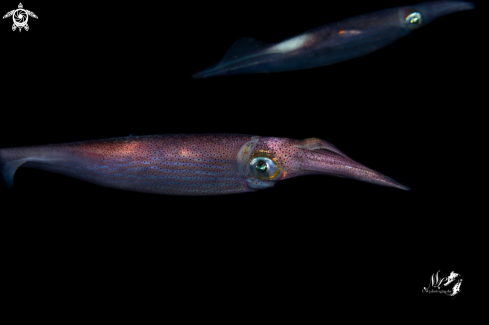 A Arrow squid 