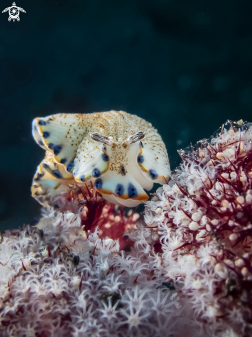 A Dermatobranchus caeruleomaculatus | Nudibranch