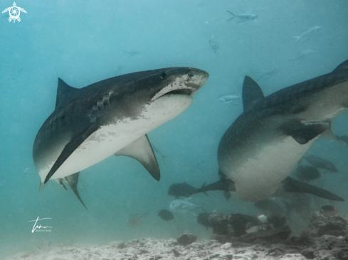 A Tiger Shark