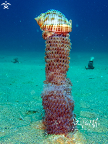 A Semicassis granulata | Casque granuleux