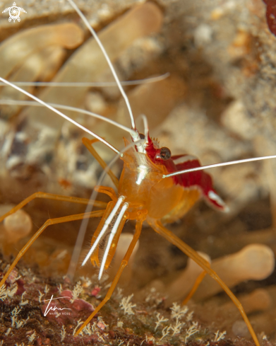 A Caribbean Cleaner Shrimp