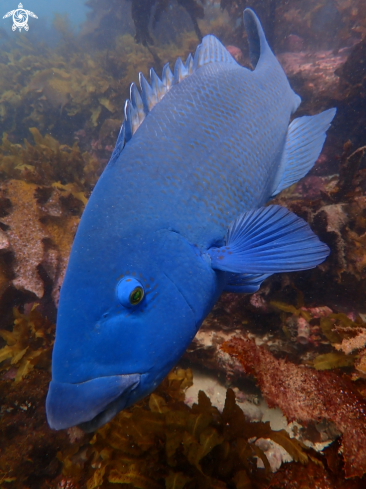 A Eastern blue groper