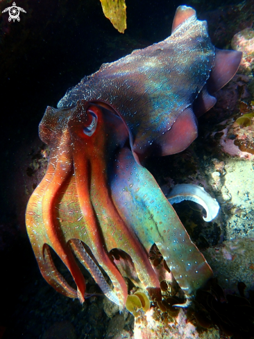 A Australian giant cuttlefish