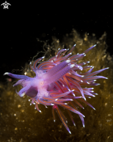 A Flabellina affinis nudibranch