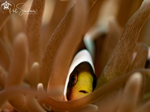 A Saddleback anemone fish