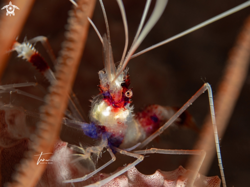 A Banded Coral Shrimp