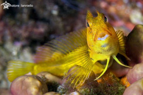 A Parablennius pilicornis) | Bavosa gialla