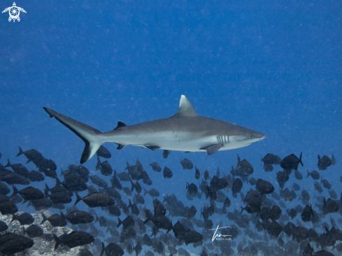 A Silvertip Shark