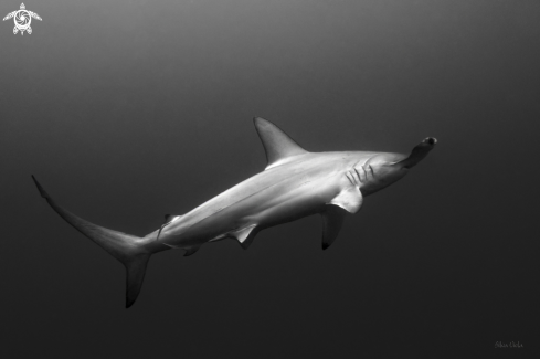 A Scalloped Hammerhead Shark