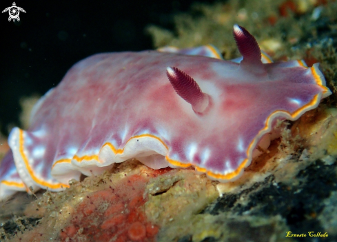 A Nudibranquio