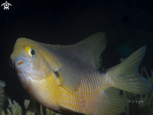 A Threespot Damselfish