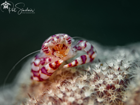 A Lissoporcellana nakasonei | Soft Coral Porcelain Crab