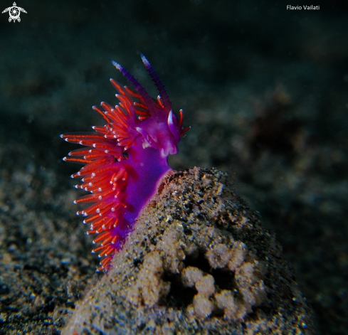 A Flabellina | 