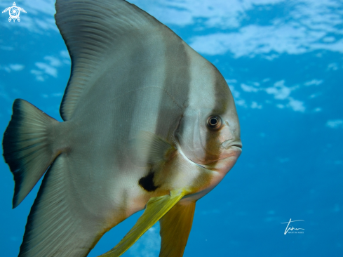 A Platax teira | Longfin Spadefish