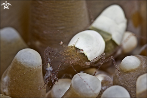 A Hamopontonia corallicola | Commensal shrimp living in association with Heliofungia
