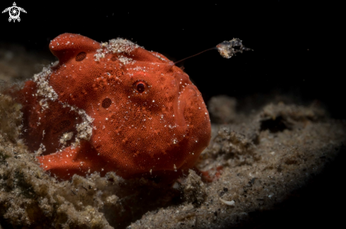 A Painted frogfish