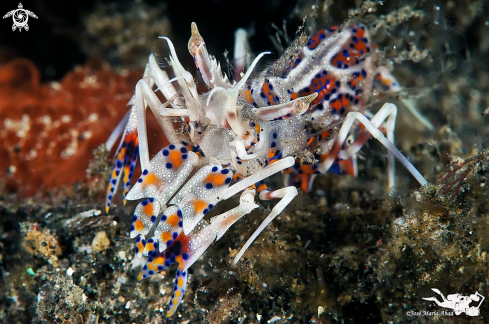 A Tiger Shrimp  Gamba tigre  Phyllognathia Ceratophthalmus 