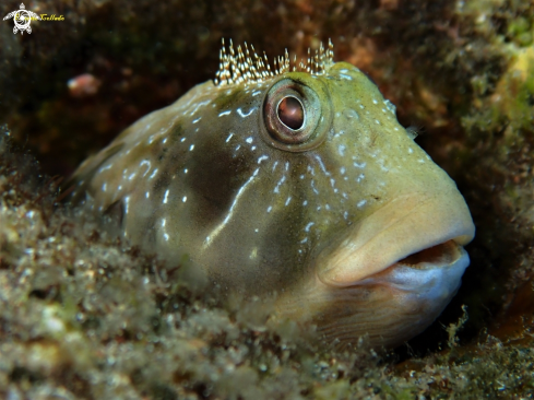 A Ophioblennidus atlanticus | Barriguda mora