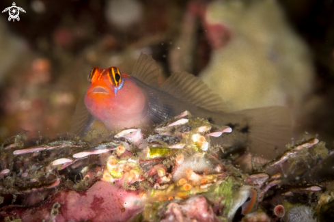 A Redhead goby