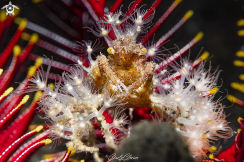 A Hyastenus sp. | Decorator Crab