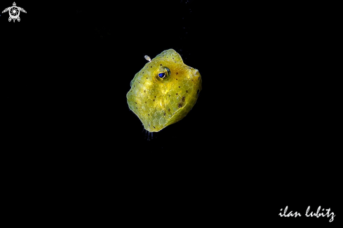 A Juvenile box fish