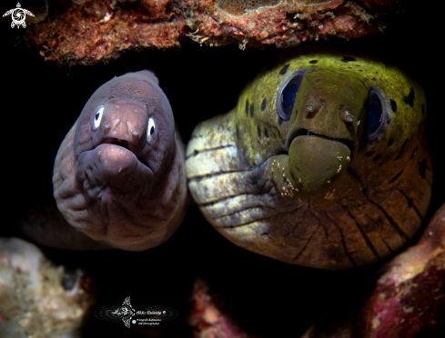 A Moray Eel 