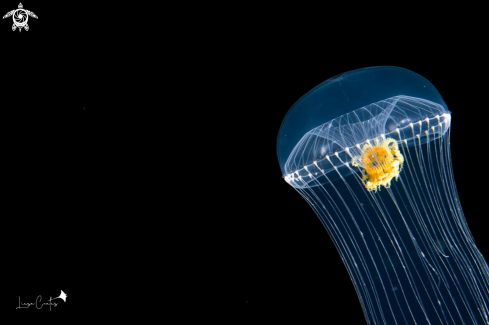 A Crystal Jelly Fish