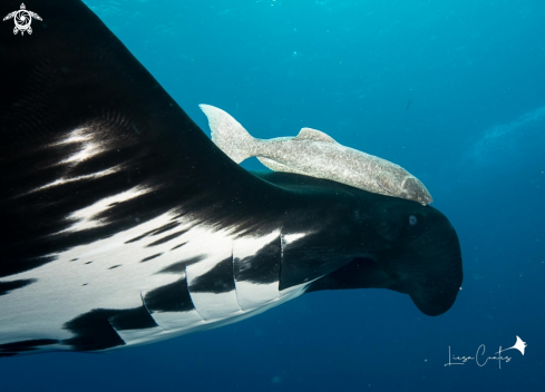 A Manta Ray