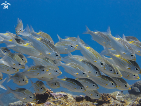 A Gnathodentex aurolineatus | Striped Big Eye Bream