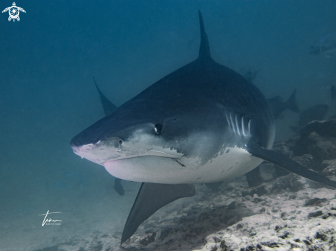 A Galeocerdo cuvier | Tiger Shark