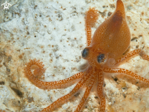 A Atlantic pygmy octopus