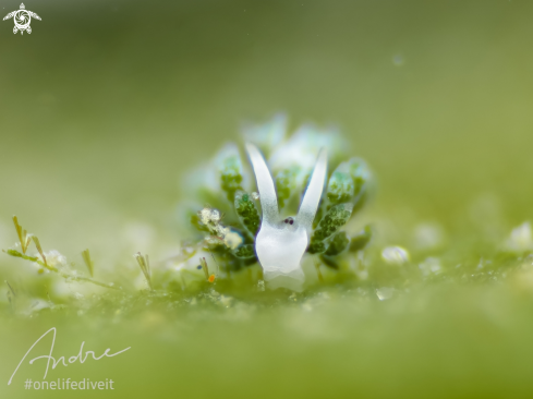 A Costasiella Sp | Shaun The Sheep