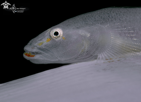 A Sea Pen Goby