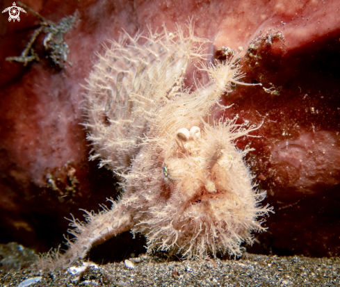 A Hairy Frogfish