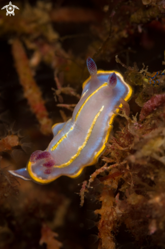 A Felimida Khroni nudibranch