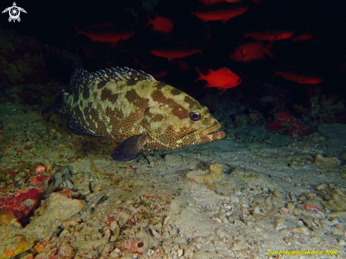 A Ephinephelus Fuscoguttatus | Ephinephelus Fuscoguttatus