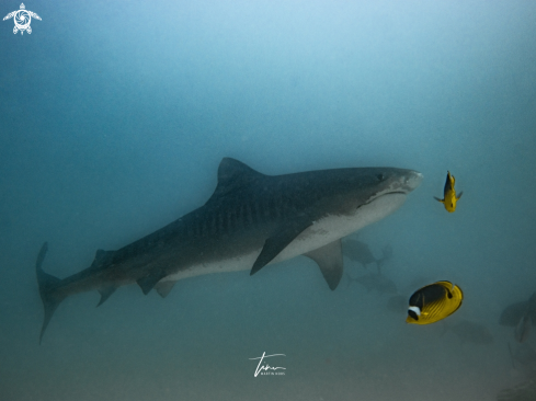 A Tiger Shark