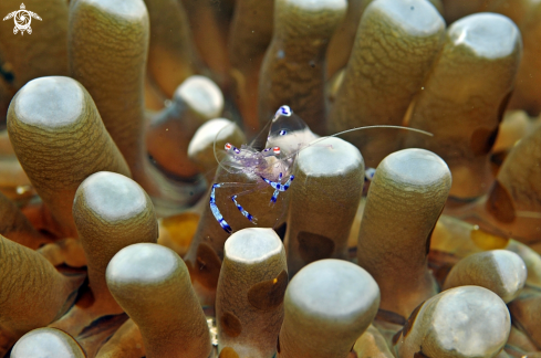 A cleaner shrimp