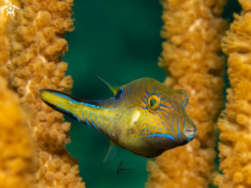 A Sharpnose Puffer