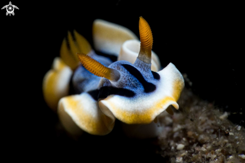 A Chromodoris annae