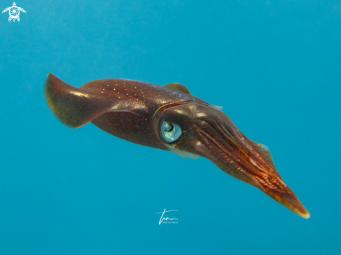 A Caribbean Reef Squid