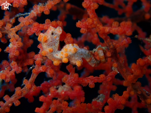 A pygmy seahore