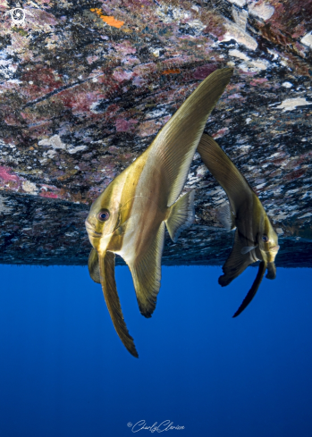 A Batfish