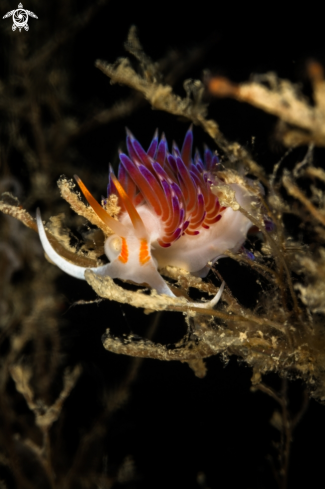 A Cratena peregrina | Mediterranean Cratena peregrina nudibranch