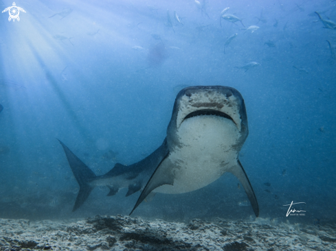 A Tiger Shark