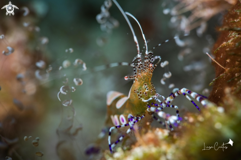 A Periclimenes yucatanicus | Spotted Cleaner Shrimp